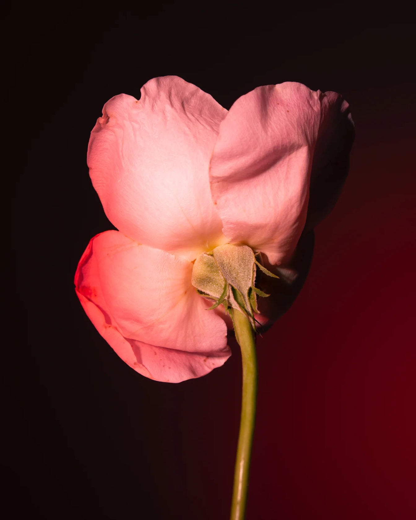 BDK Parfums Eau de Parfum - Tabac Rose