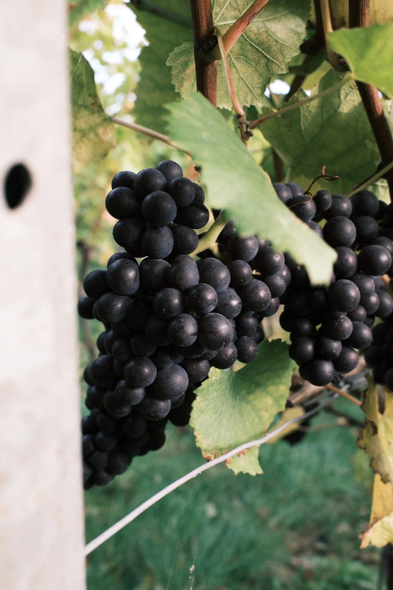 Rich Nourishing Facial Balm